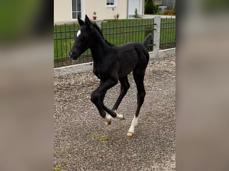 Cheval de sport allemand Hongre 4 Ans 165 cm Noir in Dachau