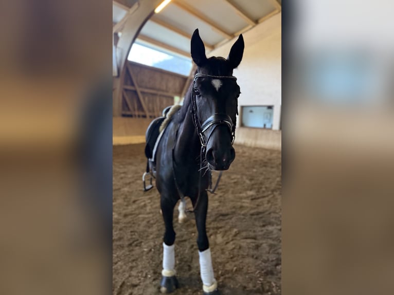Cheval de sport allemand Hongre 4 Ans 165 cm Noir in Dachau