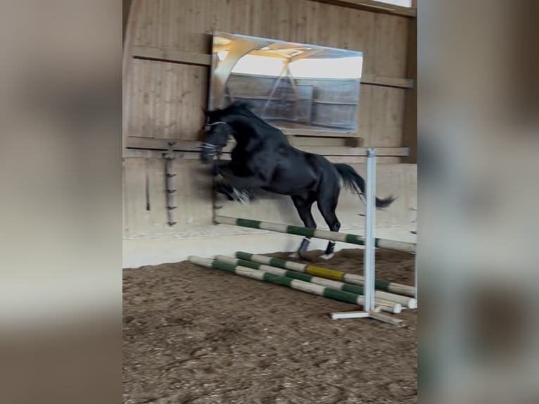 Cheval de sport allemand Hongre 4 Ans 165 cm Noir in Dachau