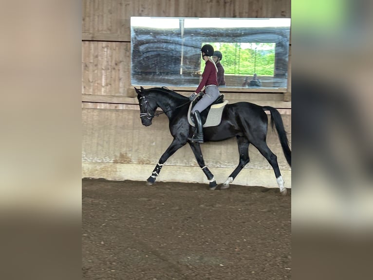 Cheval de sport allemand Hongre 4 Ans 165 cm Noir in Dachau