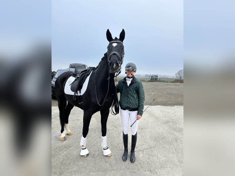 Cheval de sport allemand Hongre 4 Ans 165 cm Noir in Dachau