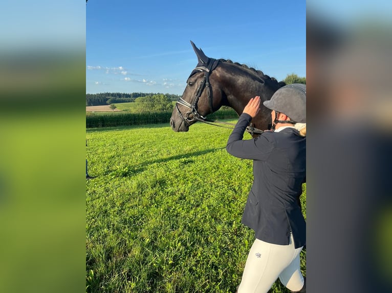 Cheval de sport allemand Hongre 4 Ans 165 cm Noir in Dachau