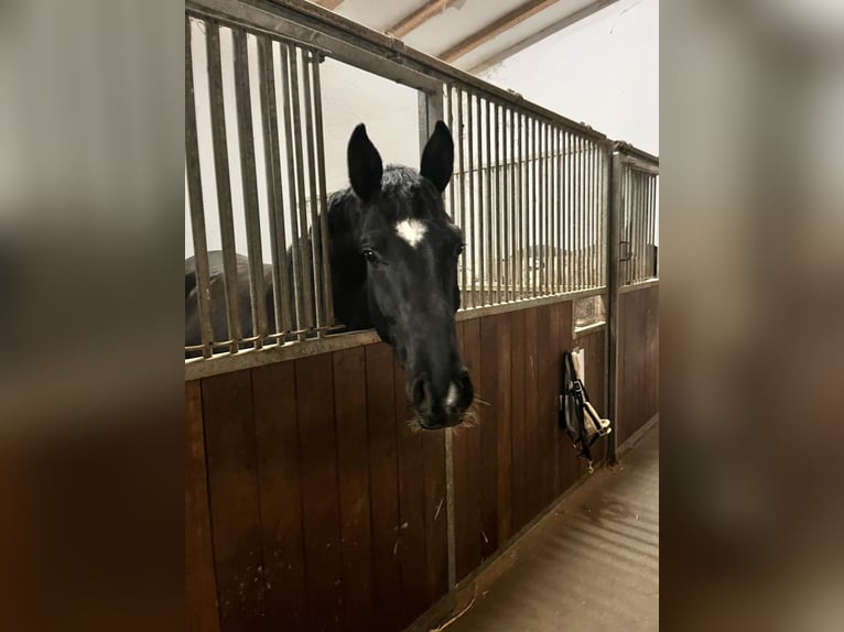 Cheval de sport allemand Hongre 4 Ans 165 cm Noir in Dachau