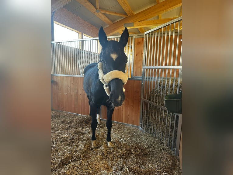 Cheval de sport allemand Hongre 4 Ans 165 cm Noir in Dachau