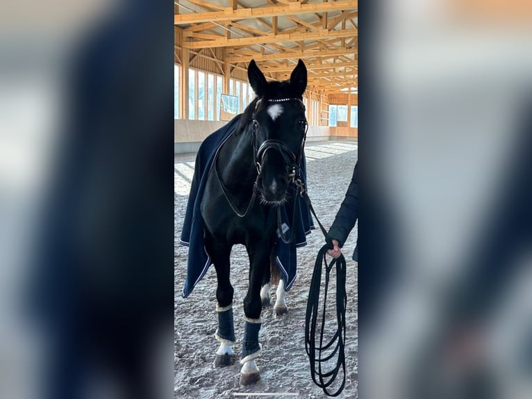Cheval de sport allemand Hongre 4 Ans 165 cm Noir in Dachau