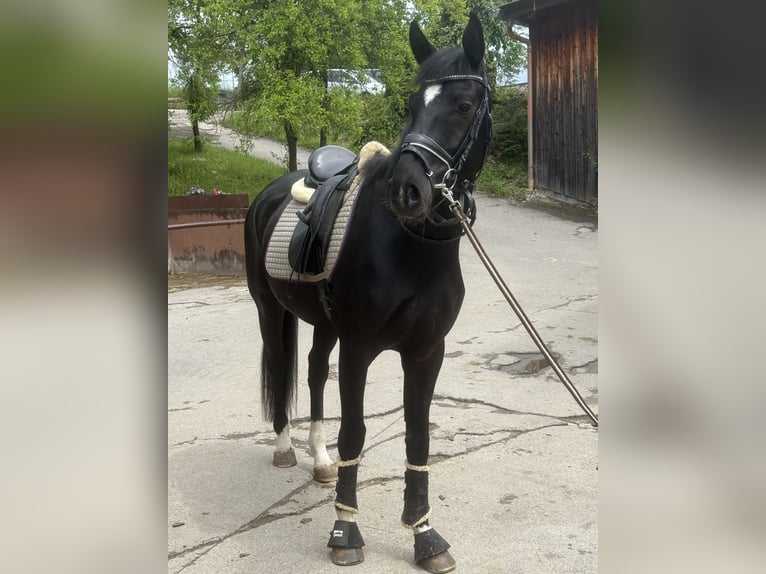 Cheval de sport allemand Hongre 4 Ans 165 cm Noir in Dachau