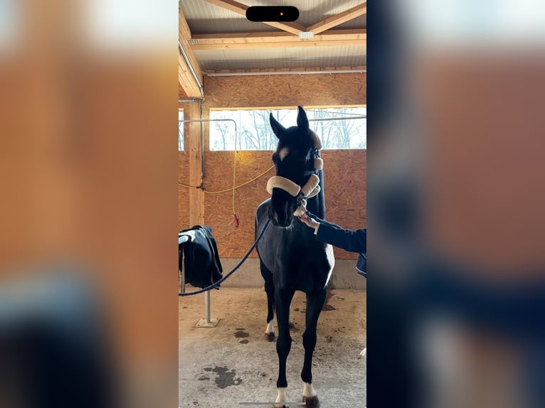 Cheval de sport allemand Hongre 4 Ans 165 cm Noir in Dachau