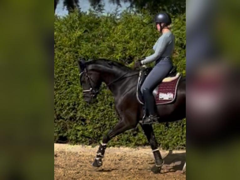 Cheval de sport allemand Hongre 4 Ans 165 cm Noir in Dachau