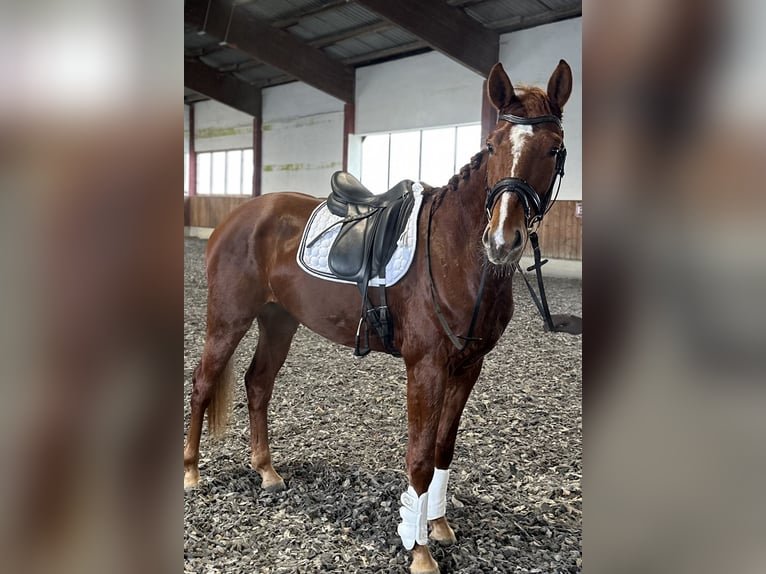 Cheval de sport allemand Hongre 4 Ans 166 cm Alezan brûlé in Neukirchen an der Enknach