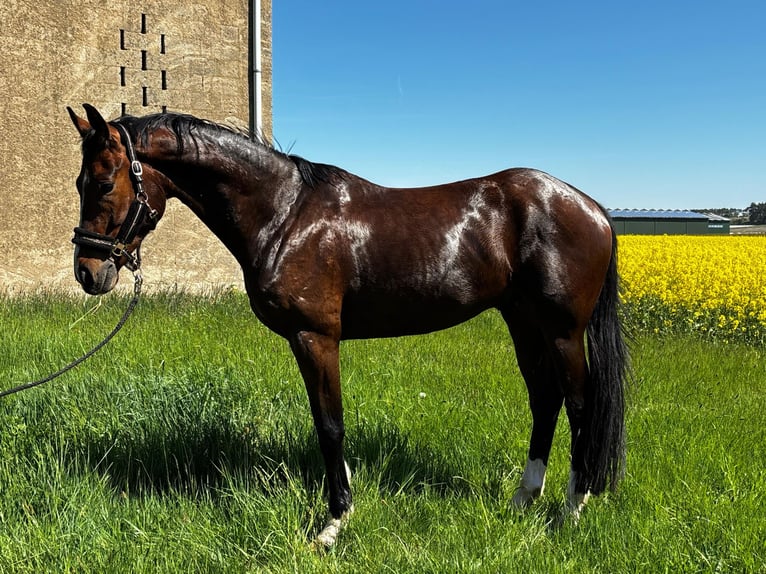 Cheval de sport allemand Hongre 4 Ans 166 cm Bai brun in Liebschützberg