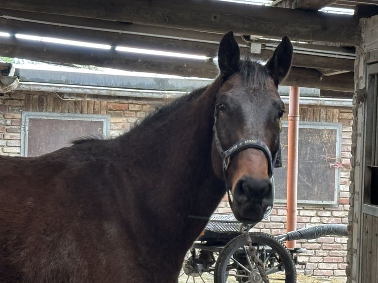 Cheval de sport allemand Hongre 4 Ans 166 cm Bai brun in Grevenbroich