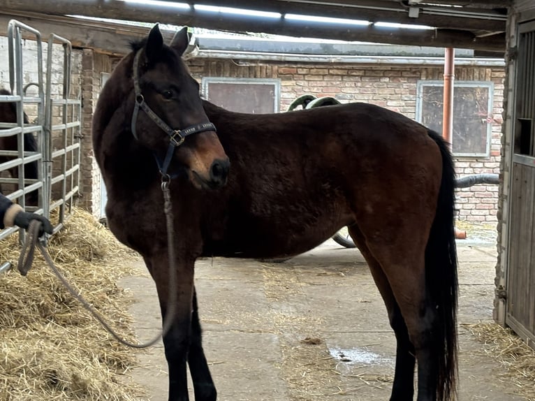 Cheval de sport allemand Hongre 4 Ans 166 cm Bai brun in Grevenbroich
