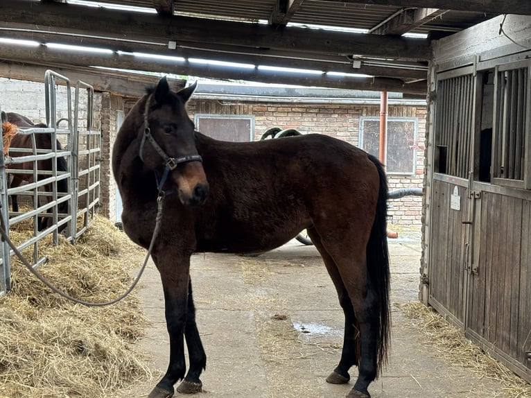 Cheval de sport allemand Hongre 4 Ans 166 cm Bai brun in Grevenbroich