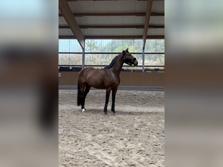 Cheval de sport allemand Hongre 4 Ans 166 cm Bai brun in Irsch