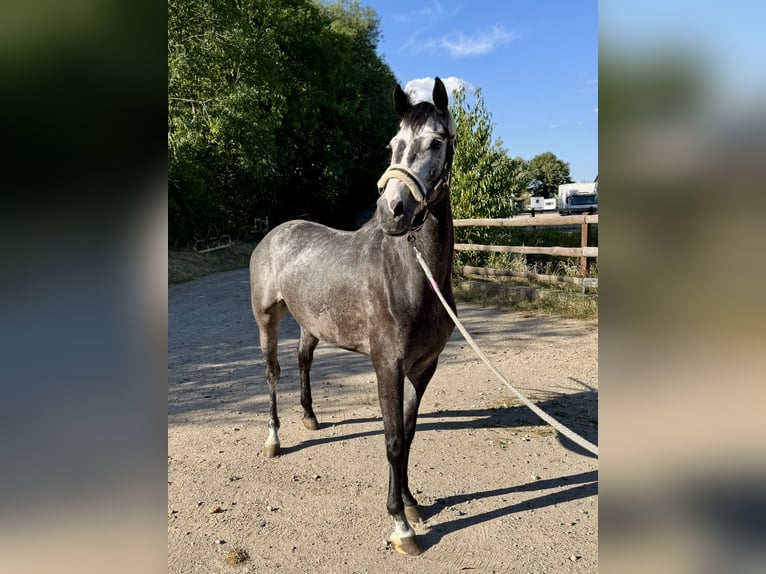 Cheval de sport allemand Hongre 4 Ans 166 cm Gris in Grevenbroich