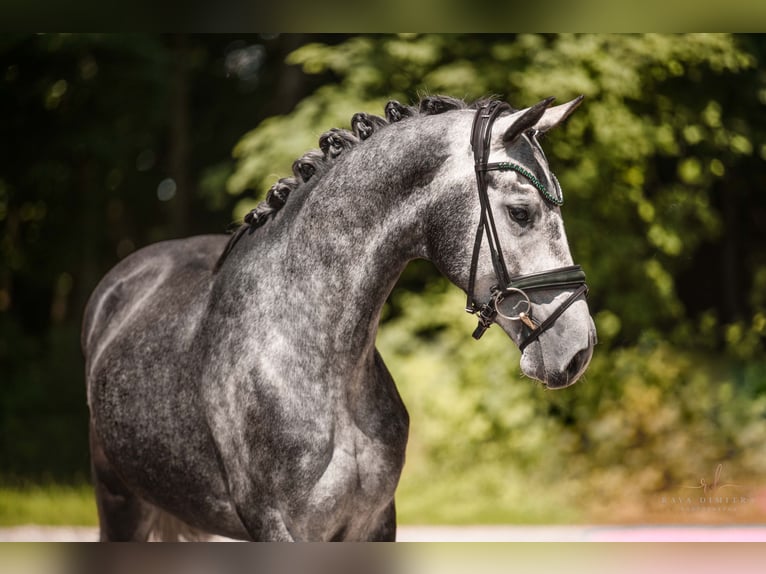 Cheval de sport allemand Hongre 4 Ans 166 cm Gris in Wehringen