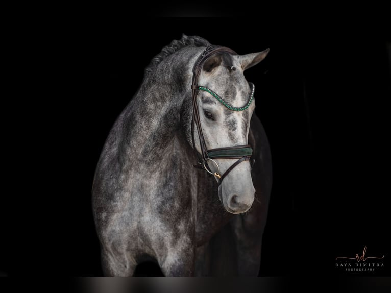 Cheval de sport allemand Hongre 4 Ans 166 cm Gris in Wehringen