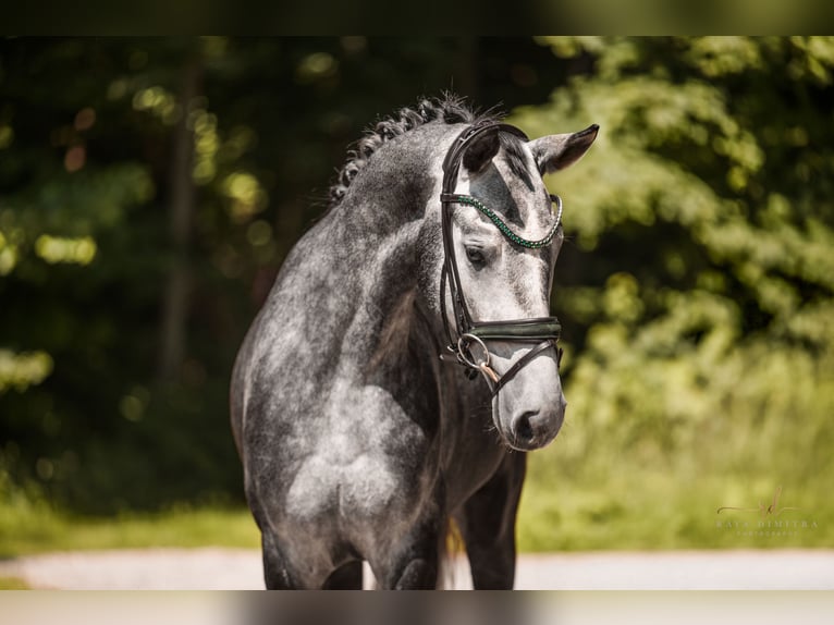Cheval de sport allemand Hongre 4 Ans 166 cm Gris in Wehringen