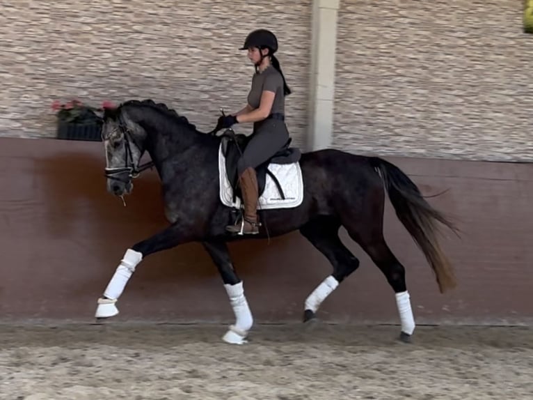 Cheval de sport allemand Hongre 4 Ans 166 cm Gris in Wehringen