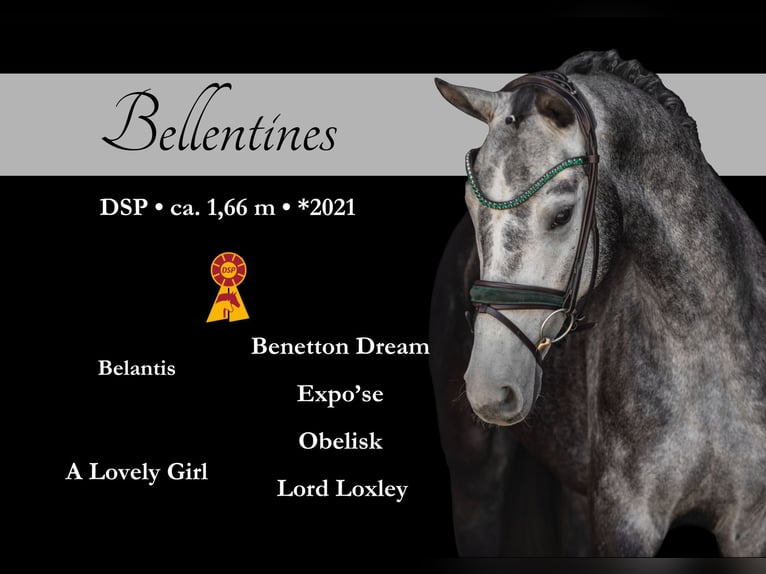 Cheval de sport allemand Hongre 4 Ans 166 cm Gris in Wehringen