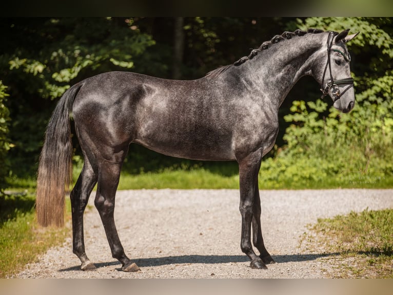 Cheval de sport allemand Hongre 4 Ans 166 cm Gris in Wehringen