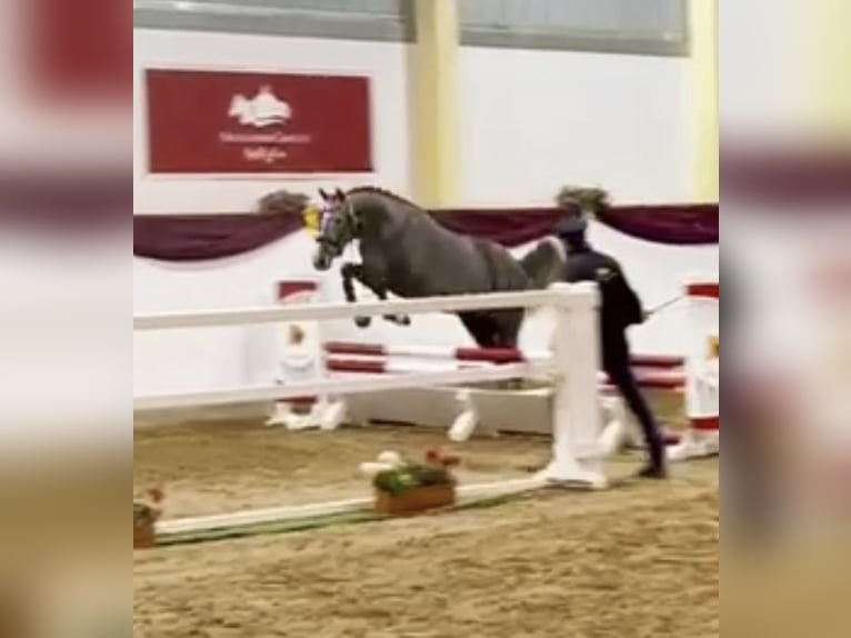 Cheval de sport allemand Hongre 4 Ans 166 cm Gris in Verl