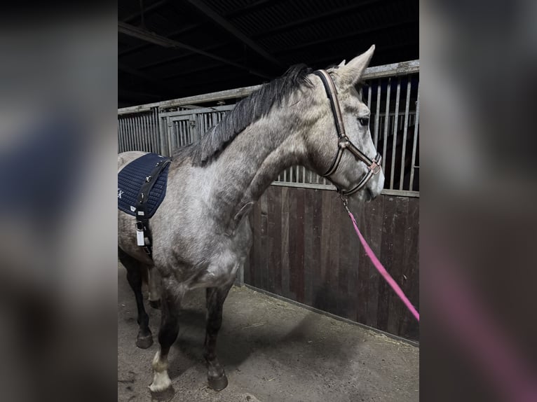 Cheval de sport allemand Hongre 4 Ans 166 cm Gris pommelé in Allendorf