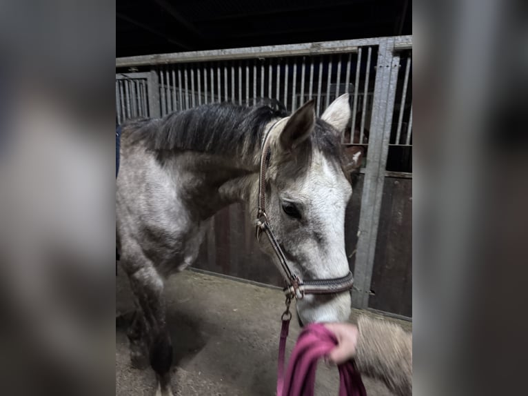 Cheval de sport allemand Hongre 4 Ans 166 cm Gris pommelé in Allendorf
