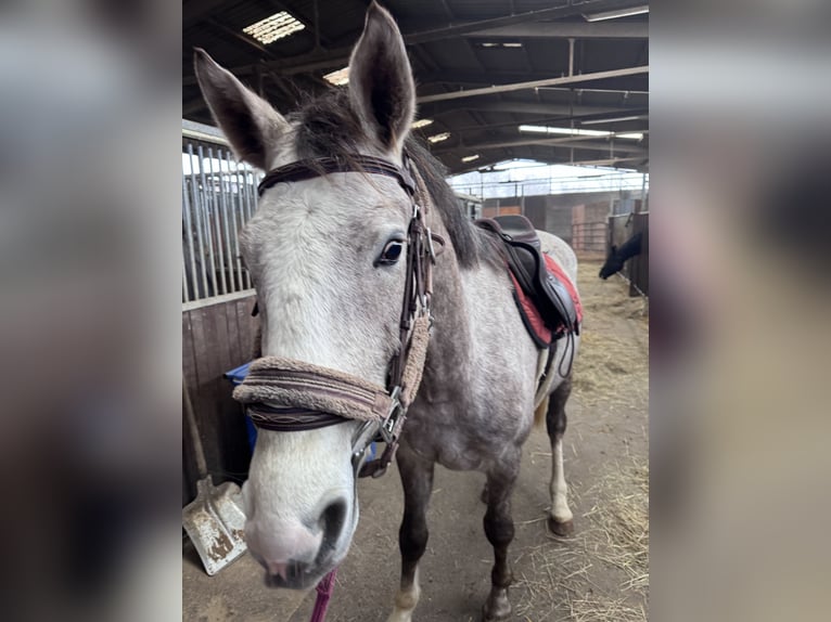 Cheval de sport allemand Hongre 4 Ans 166 cm Gris pommelé in Allendorf