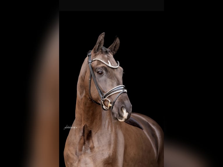 Cheval de sport allemand Hongre 4 Ans 166 cm Noir in Lehrberg