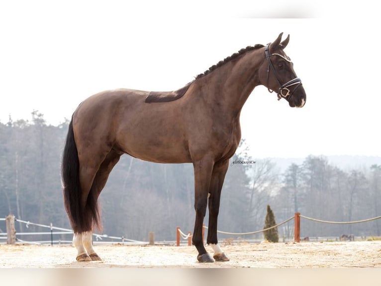 Cheval de sport allemand Hongre 4 Ans 166 cm Noir in Lehrberg