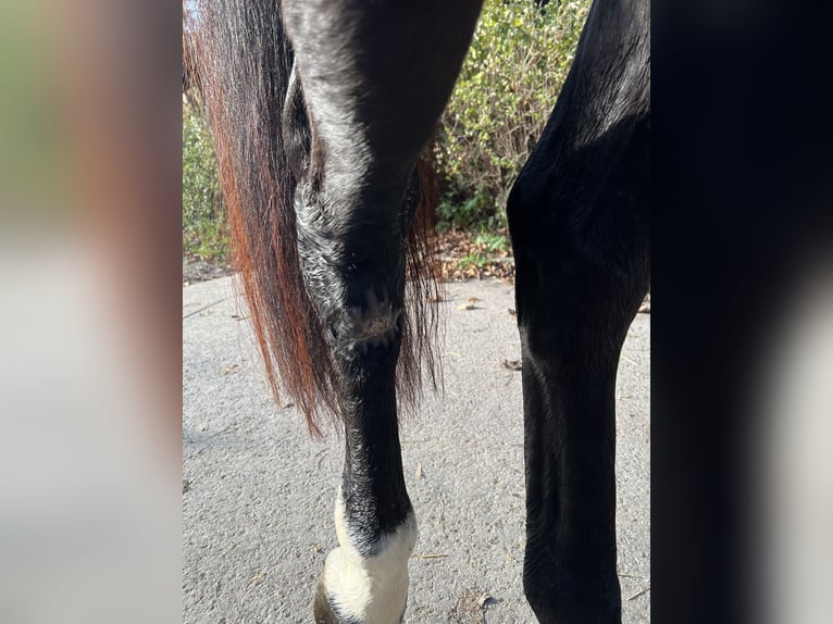 Cheval de sport allemand Hongre 4 Ans 166 cm Noir in Mainhardt