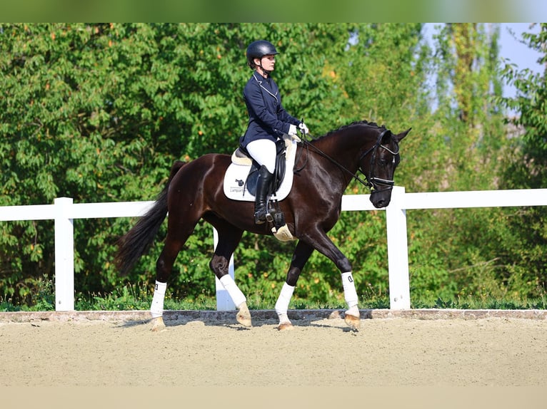 Cheval de sport allemand Hongre 4 Ans 166 cm Noir in Gomadingen