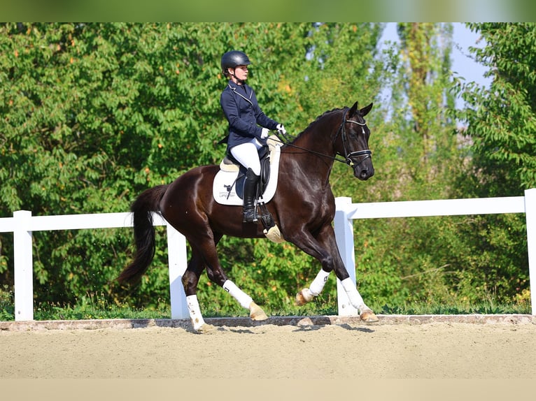 Cheval de sport allemand Hongre 4 Ans 166 cm Noir in Gomadingen