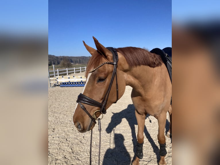 Cheval de sport allemand Hongre 4 Ans 167 cm Alezan brûlé in Ebenweiler