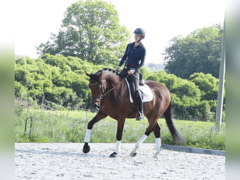 Cheval de sport allemand Hongre 4 Ans 167 cm Bai brun in Moritzburg