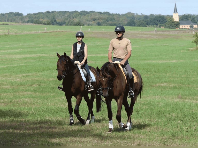 Cheval de sport allemand Hongre 4 Ans 167 cm Bai brun in Moritzburg