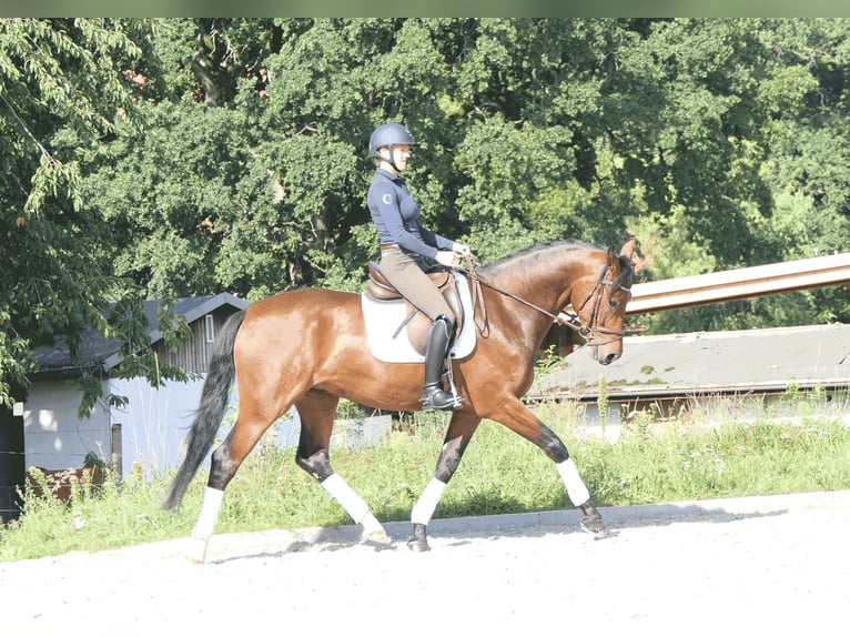 Cheval de sport allemand Hongre 4 Ans 167 cm Bai brun in Moritzburg