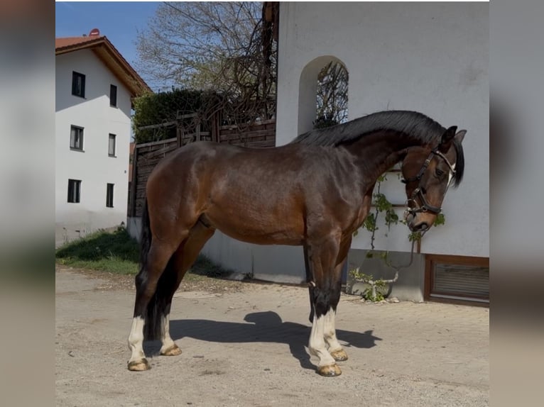 Cheval de sport allemand Hongre 4 Ans 167 cm Bai brun in Bruck