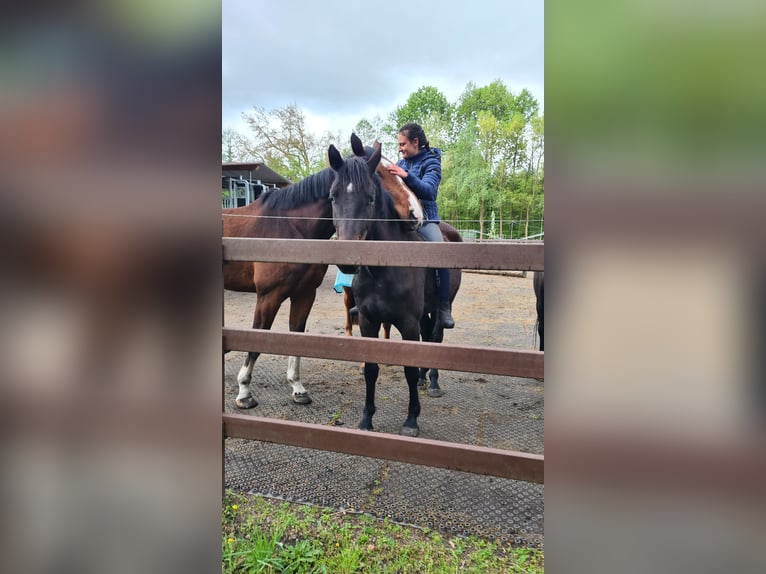 Cheval de sport allemand Hongre 4 Ans 167 cm Bai brun foncé in Neustadt (Dosse)