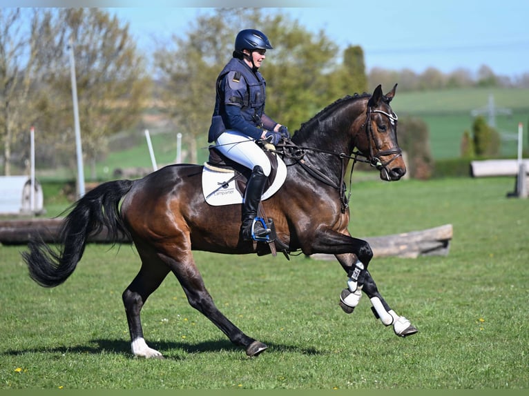 Cheval de sport allemand Hongre 4 Ans 167 cm Bai in Gomadingen
