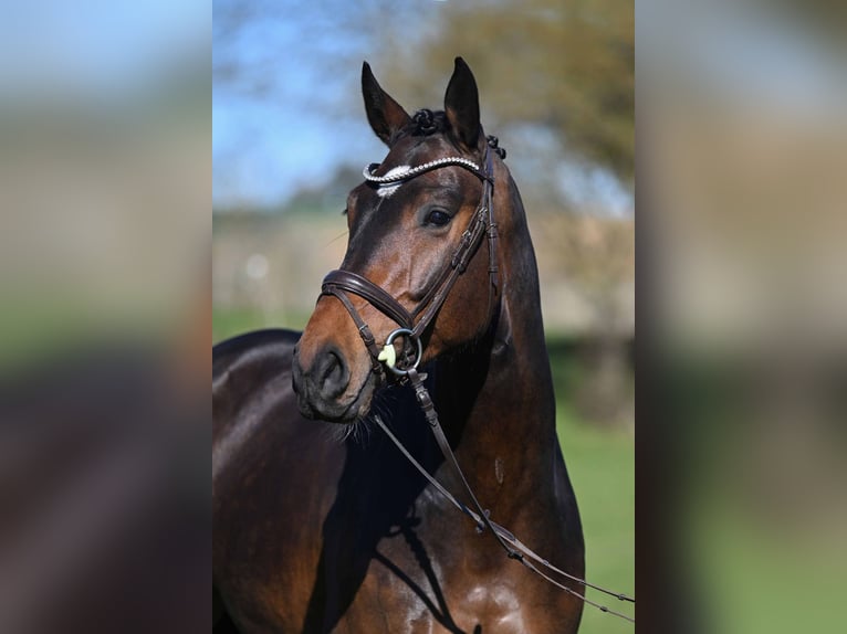 Cheval de sport allemand Hongre 4 Ans 167 cm Bai in Gomadingen