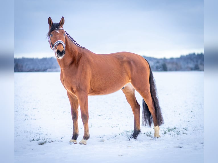 Cheval de sport allemand Hongre 4 Ans 167 cm Bai in Hurlach