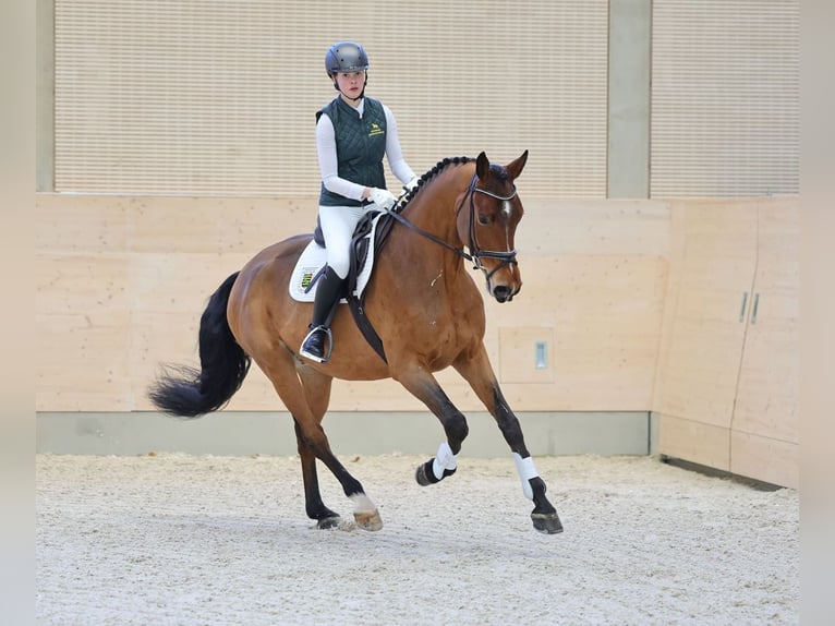 Cheval de sport allemand Hongre 4 Ans 167 cm Bai in Moritzburg