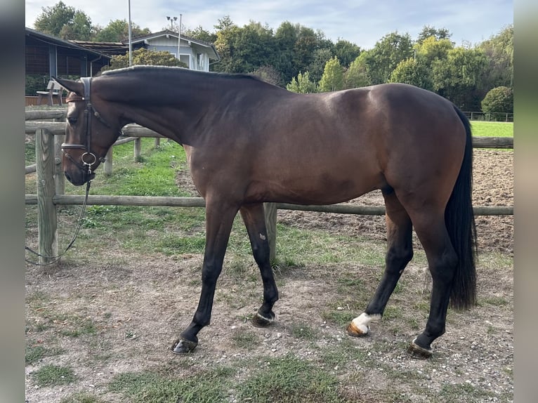 Cheval de sport allemand Hongre 4 Ans 167 cm Bai in Lahr/SchwarzwaldLahr