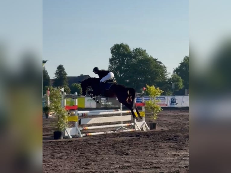Cheval de sport allemand Hongre 4 Ans 167 cm Bai in Espelkamp