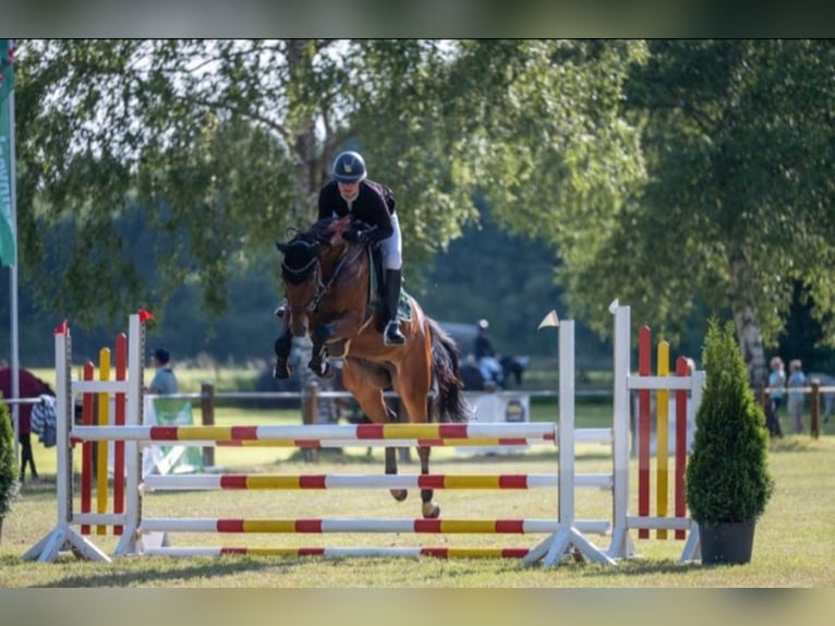 Cheval de sport allemand Hongre 4 Ans 167 cm Bai in Espelkamp