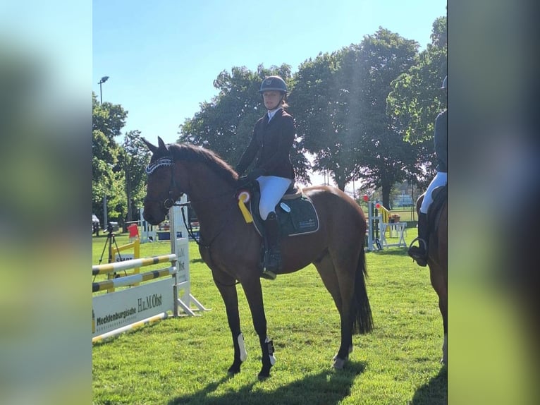 Cheval de sport allemand Hongre 4 Ans 167 cm Bai in Espelkamp