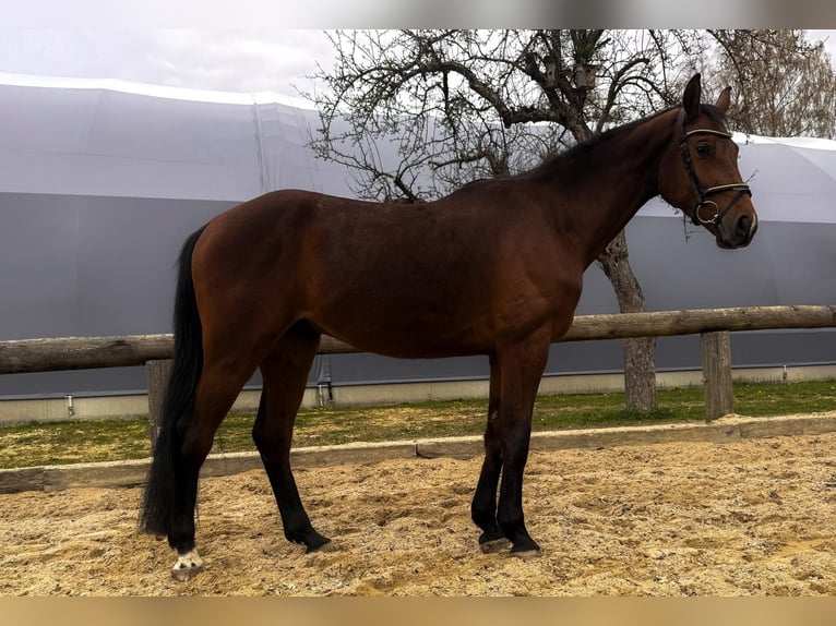 Cheval de sport allemand Hongre 4 Ans 167 cm Bai in Neustift im Stubaital