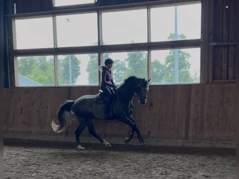 Cheval de sport allemand Hongre 4 Ans 167 cm Gris in Berlin